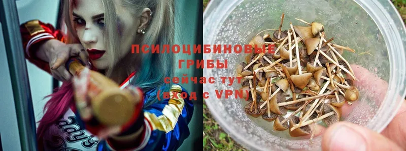 Псилоцибиновые грибы MAGIC MUSHROOMS  закладка  Дальнереченск 